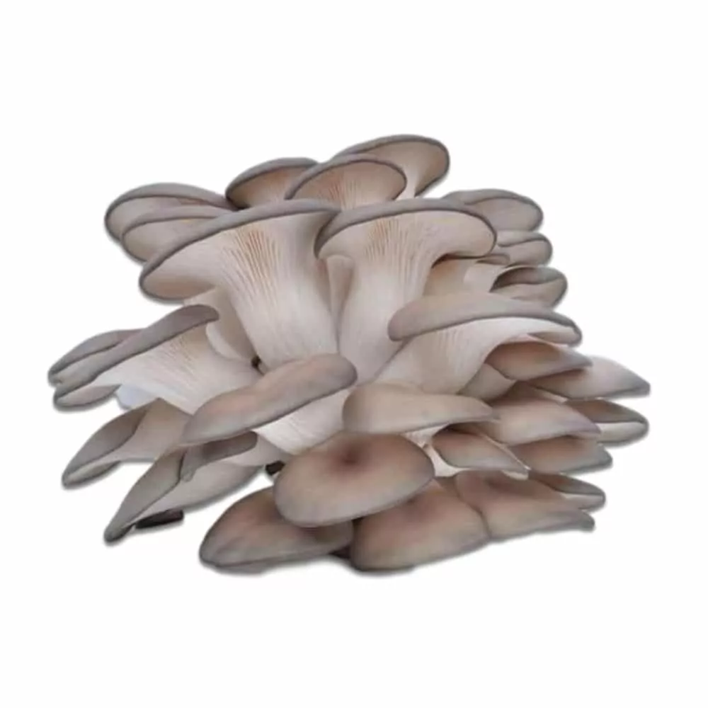 Oyster Mushrooms