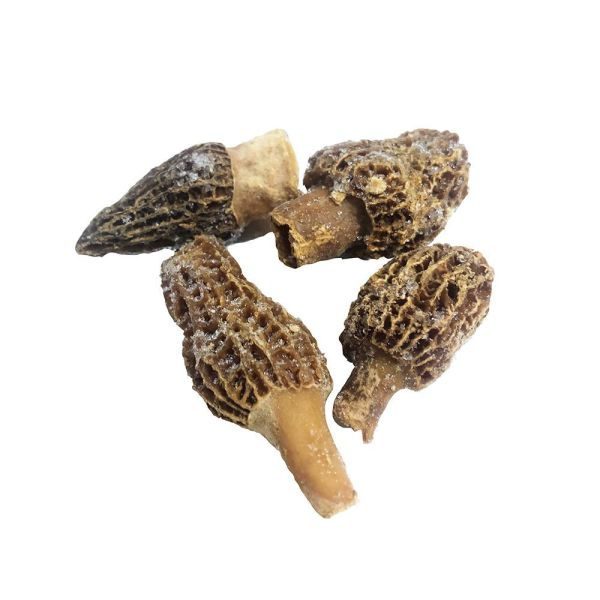 Morel mushroom