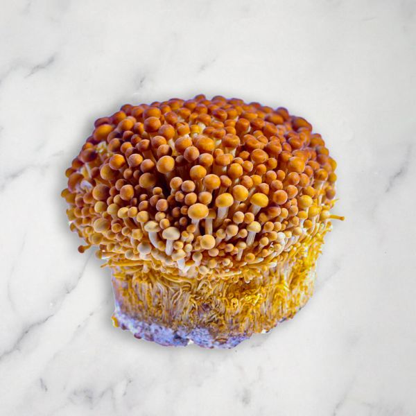 Golden Enoki, Fresh, 400g