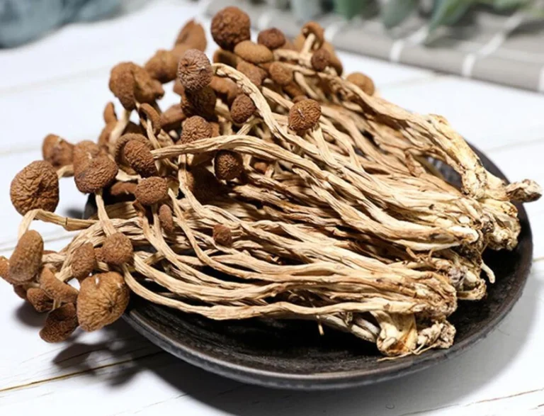 Dried Tea Plant Mushrooms