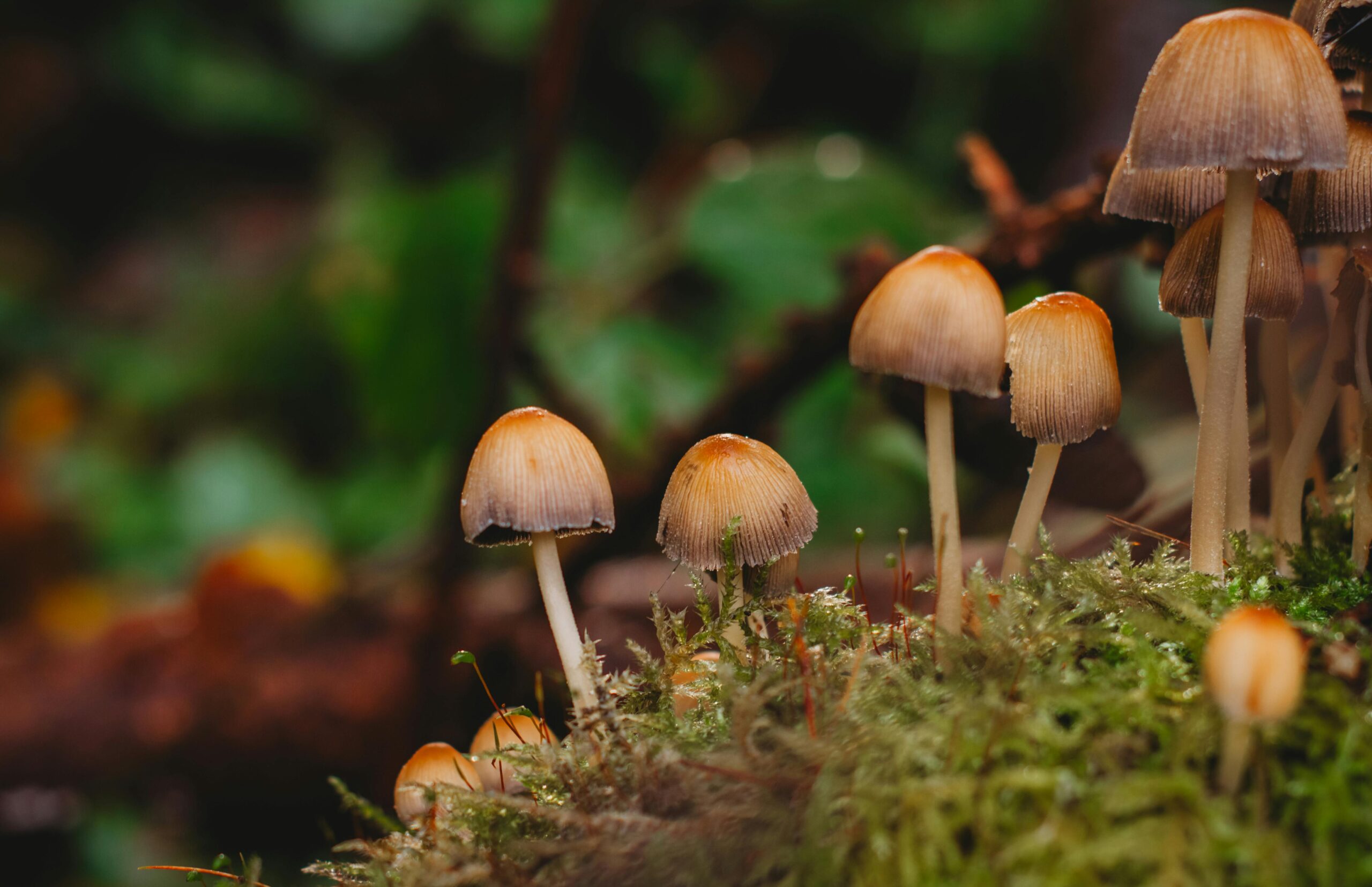 Psychedelic SEO in 2026: Why Most Clinics Pay for Visibility They Can’t Convert